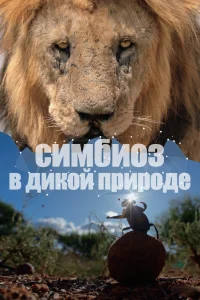 Смотреть онлайн сериал Симбиоз в дикой природе